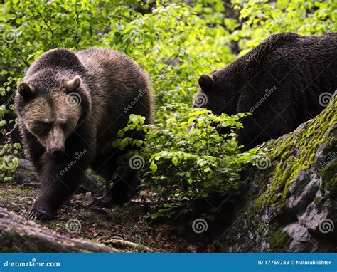 Eurasian brown bears stock image. Image of bears, details - 17759783
