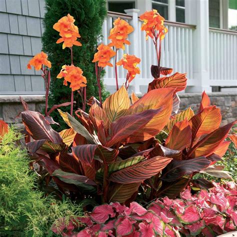 Canna Tall Tropicanna | Late summer flowers, Longfield gardens, Canna bulbs