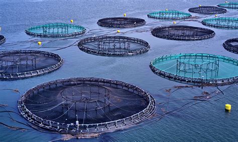 Aquaculture 的图像结果