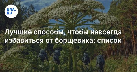 Как бороться с борщевиком в 2025 году: актуальные советы и методы