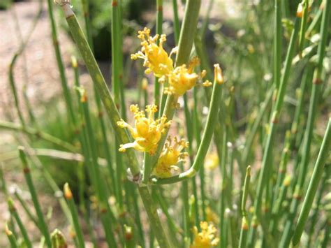 Ephedra equisetina - bluestem joint fir, bluestem ephedra, ma huang ...