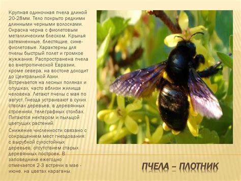 Пчела плотник (черный шмель) с синими крыльями - описание, фото