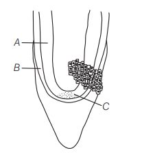 Identify A, B and C indicated in the diagram of root apex given below.