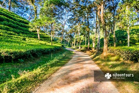 Shatgaon Tea Estate 2