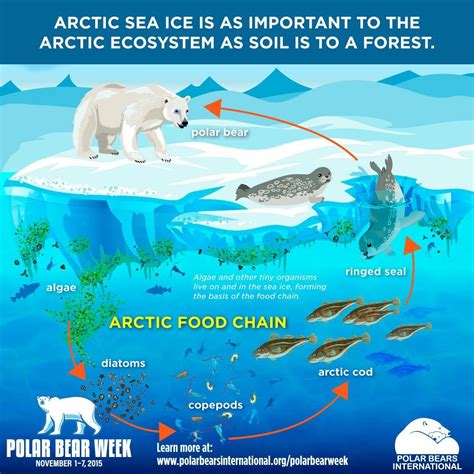 Water Bear Food Chain at Jennifer Hammes blog