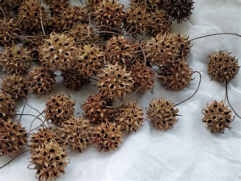 Sweet Gum Ball Crafts