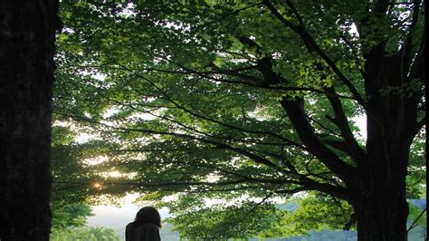 Woman who married tree says they are still happy after three years of ...