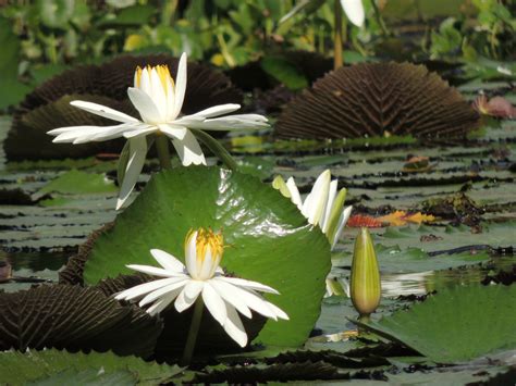 Free Images : lilies, flower, fragrant white water lily, aquatic plant, water lily, leaf ...