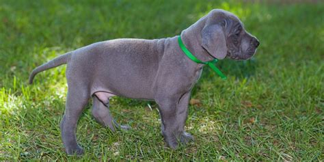 Why Are Male Dogs More Expensive Than Females at Edward Acosta blog