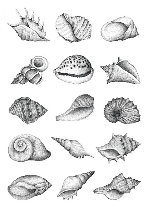 Shell Drawing at PaintingValley.com | Explore collection of Shell Drawing