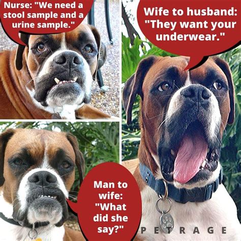 Funny - Sarcastic - Shocking Dog Memes