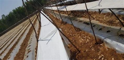 Shade Net - Tomato Shade Net/ Shade net for Tomato cultivation ...