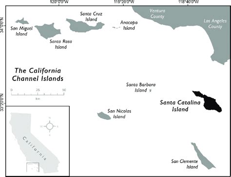 Image result for Axolotl Drawing Tutorial