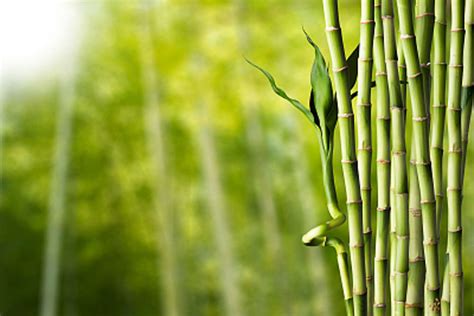 观赏竹子的品种有哪些？-园林杂谈-长景园林网