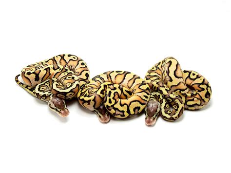 Image result for Inferno Ball Python