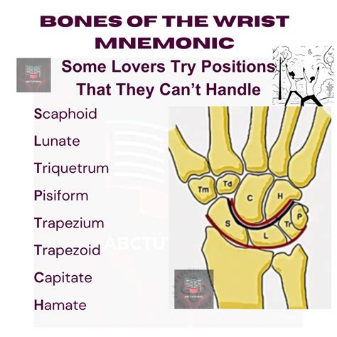 Mnemonic for the wrist bones. | Mnemonics, Note to self, Anatomy