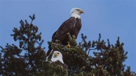 Laurelhurst Park bald eagles: What to know about nest living in SE Portland
