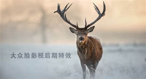 Sounds of Dying Prey 的图像结果