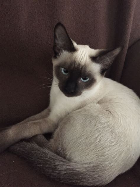 Handsome 4 Month Old Blue-Eyed Seal-Point Siamese Cat Rocket