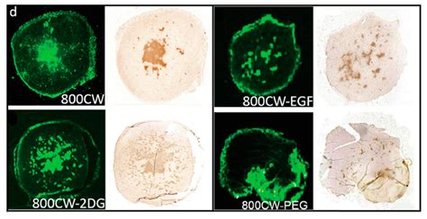 Small Molecule Optoacoustic Contrast Agents: An Unexplored Avenue for ...