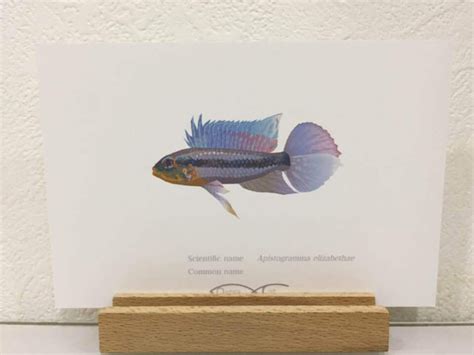 Apistogramma elizabethae Drawing Postcard | Osakanacraft