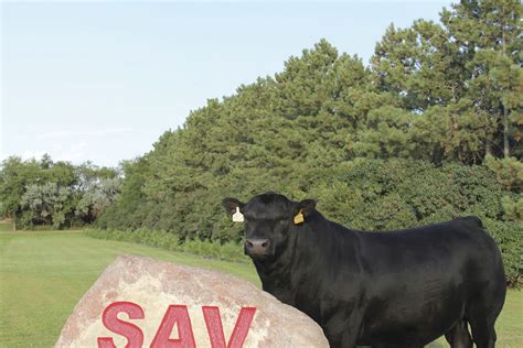 Schaff Angus Valley bull sells for record $1.51 million - Agweek | #1 ...