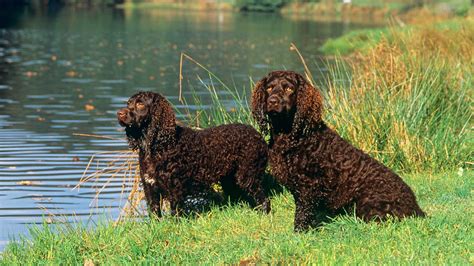 32 things to know about American water spaniels