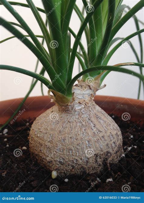 A Young Beaucarnea Recurvata Plant in a Pot. Stock Image - Image of ...