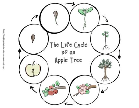 Tree Life Cycle 的图像结果