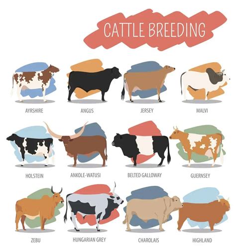 Different Types Of Beef Cattle