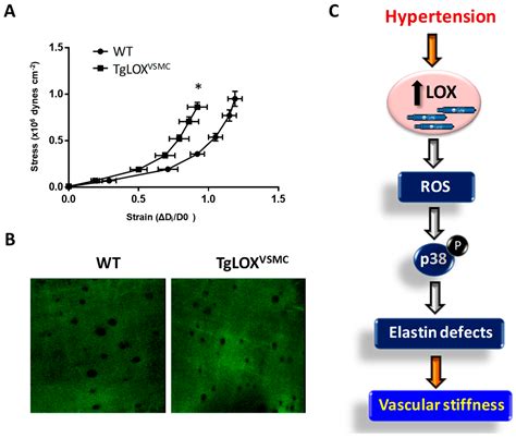 Emerging Roles of Lysyl Oxidases in the Cardiovascular System: New ...
