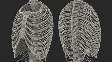 3D model Female Spine Anatomy | 3D Molier International