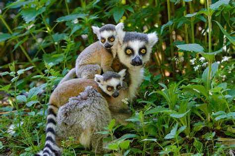 Ring Tailed Lemur Habitat Ring Tailed Lemur – Facts, Habitat, Diet,