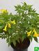 Buy Tecoma, Goudichoudi (Yellow) - Plant online from Nurserylive at ...