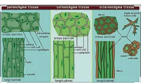 describe the structure of parenchyma collenchyma scerenchyma with the ...