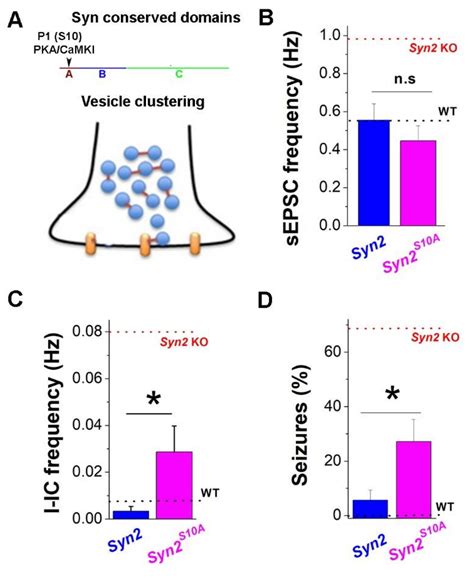 Synapsin II Directly Suppresses Epileptic Seizures In Vivo