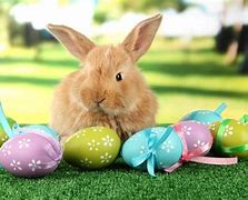 Image result for Real Easter Bunny