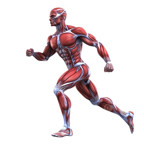 Muscular System Sketch