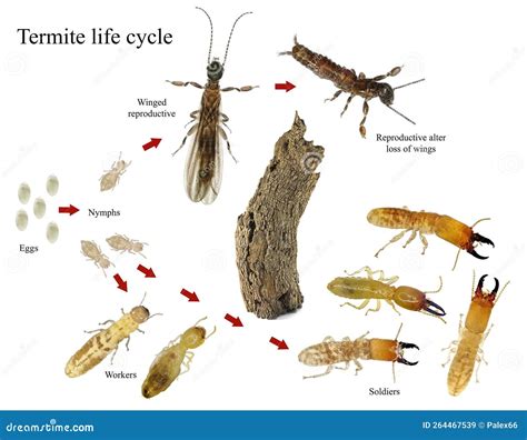 Termites History at Cristal Justice blog