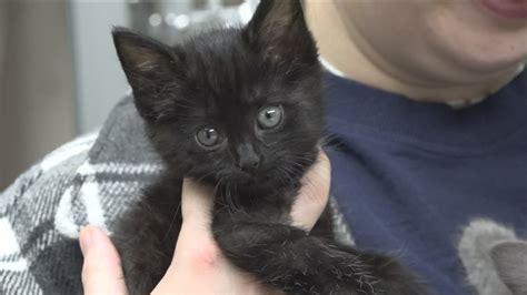 Kitten season has arrived! Here's some advice on getting the right one for you | wgrz.com