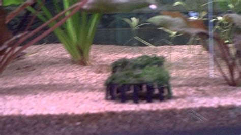 Image result for DIY Java Moss Decorations