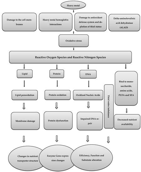 Mitigating the Adverse Effects of Lead and Cadmium Heavy Metals-Induced ...