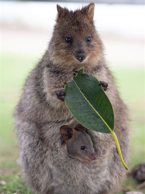 Size Of Quokka