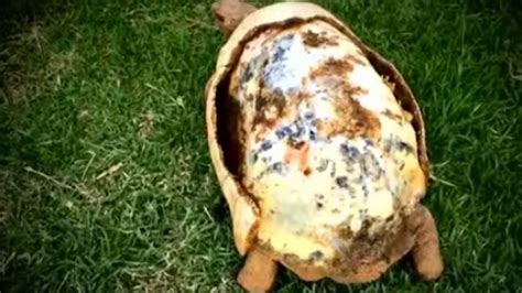 Image result for Tortoise Bottom Shell Fell Off