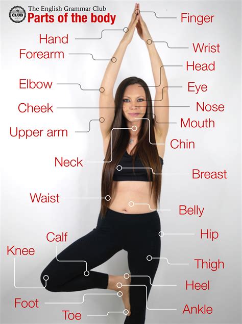 Exercise Body Parts Name at Hannah Rowlandson blog