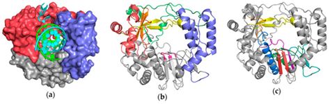 Viruses | Special Issue : Structure-Function Relationships in Viral ...
