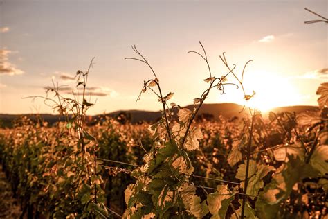 Explore Carmel-by-the-Sea's most charming spots and taste incredible ...