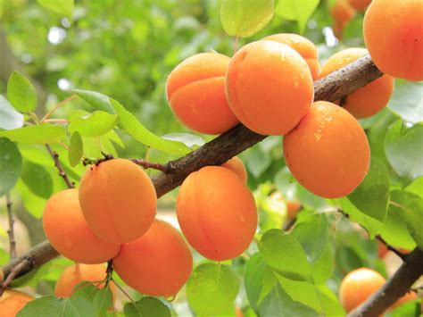 Plum Tree Types 的图像结果