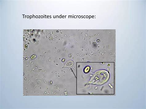 Classification of flagellates and giardia lamblia | PDF