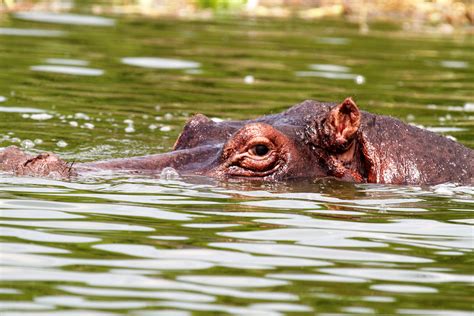 Examples Of Wild Animals In Uganda at Rita Clark blog